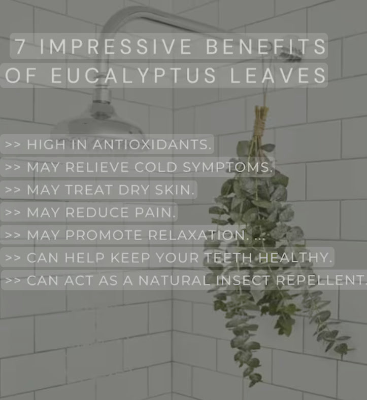 Eucalyptus Soap (The Wonder Host)